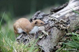 做梦梦见蛇缠身是什么预兆（ 女人做梦梦见蛇缠身是什么预兆 ）