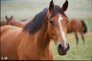 1942年属什么生肖属相五行（ 1942年出生的人属相是什么 ）