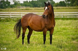 1942年属什么生肖属相五行（ 1942年出生的人属相是什么 ）