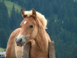 1942年属什么生肖属相五行（ 1942年出生的人属相是什么 ）