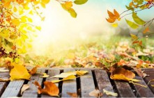 梦见自己掉牙齿是什么征兆（ 梦见自己掉了一大堆牙齿 ）