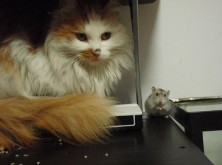 周公解梦梦见猫和老鼠是什么征兆（ 女人梦见老鼠乱窜什么征兆 ）