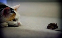 周公解梦梦见猫和老鼠是什么征兆（ 女人梦见老鼠乱窜什么征兆 ）