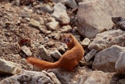 梦见黄鼠狼是什么意思（ 梦见黄鼠狼进家是吉是凶 ）