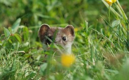 梦见黄鼠狼是什么意思（ 梦见黄鼠狼进家是吉是凶 ）