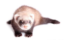 梦见黄鼠狼是什么意思（ 梦见黄鼠狼进家是吉是凶 ）