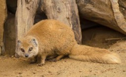 梦见黄鼠狼是什么意思（ 梦见黄鼠狼进家是吉是凶 ）