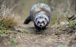 梦见黄鼠狼是什么意思（ 梦见黄鼠狼进家是吉是凶 ）