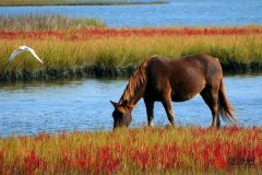 90年属什么的生肖配对（  “二婚命”的3大生肖女  ） 