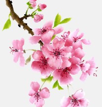 金花是什么生肖动物   ( 今期生肖开金花的动物  ) 