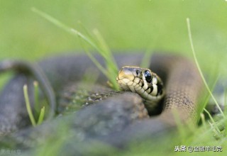梦见蛇周公解梦破解（ 梦到两条一模一样的蛇预示着什么 ）