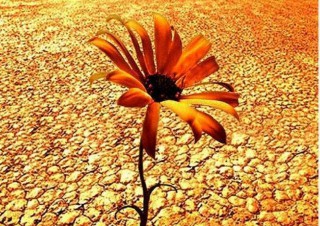 梦见大蜘蛛是什么预兆（ 生病的人梦见大蜘蛛 ）