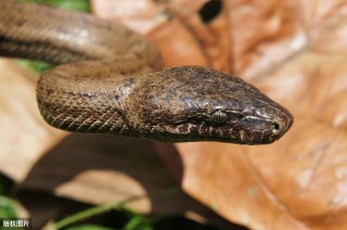 掩耳盗铃是什么生肖动物（ 掩耳盗铃以前开过什么生肖 ）