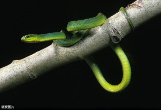 掩耳盗铃是什么生肖动物（ 掩耳盗铃以前开过什么生肖 ）