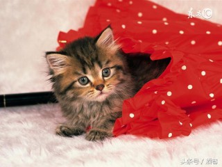 梦见猫咪怀孕（ 梦见朋友怀孕挺着肚子 ）