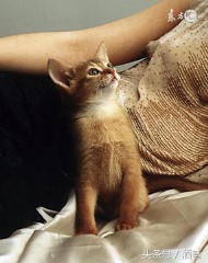 梦见猫咪怀孕（ 梦见朋友怀孕挺着肚子 ）