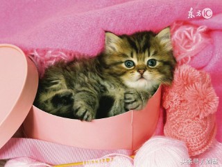 梦见猫咪怀孕（ 梦见朋友怀孕挺着肚子 ）