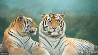 张牙舞爪是什么生肖打一肖（ 张牙舞爪动物是什么生肖 ）