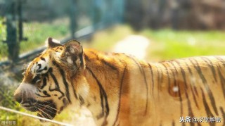 张牙舞爪是什么生肖打一肖（ 张牙舞爪动物是什么生肖 ）