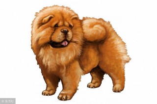 82年属什么生肖属相（ 82年属什么生肖的命运 ）