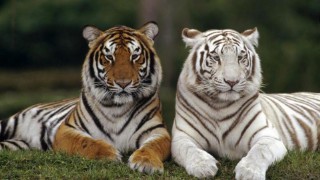 梦见老虎是什么意思（ 女人梦见老虎的好处 ）