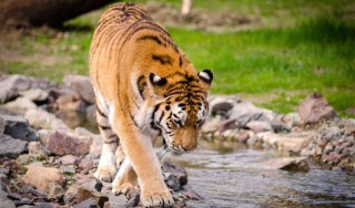 梦见老虎是什么意思（ 女人梦见老虎的好处 ）