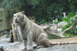 梦见老虎是什么意思（ 女人梦见老虎的好处 ）