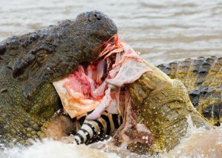 梦见鳄鱼是什么意思（ 梦见鳄鱼和狗是什么意思 )