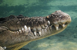 梦见鳄鱼是什么意思（ 梦见鳄鱼和狗是什么意思 )