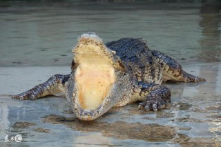 梦见鳄鱼是什么意思（ 梦见鳄鱼和狗是什么意思 )