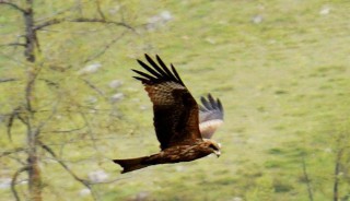 梦见自己飞翔在天空（ 中年女人梦见自己会飞 ）