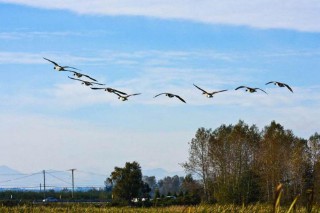 梦见自己飞翔在天空（ 中年女人梦见自己会飞 ）