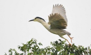 梦见自己飞翔在天空（ 中年女人梦见自己会飞 ）