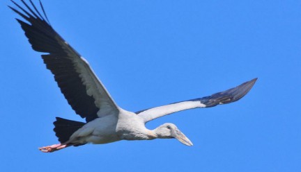 梦见自己飞翔在天空（ 中年女人梦见自己会飞 ）
