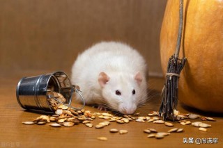 十二生肖的来历（ 霸气画十二生肖 ）