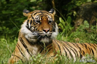 十二生肖的来历（ 霸气画十二生肖 ）