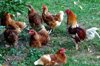 十二生肖的来历（ 霸气画十二生肖 ）