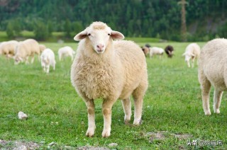 十二生肖的来历（ 霸气画十二生肖 ）