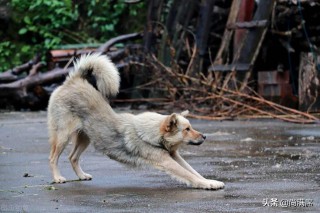 十二生肖的来历（ 霸气画十二生肖 ）
