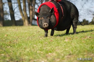 十二生肖的来历（ 霸气画十二生肖 ）