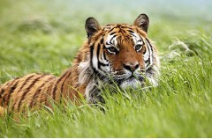 1998年属于什么生肖年（ 九八年出生的属什么生肖 ）