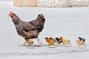 梦见鸡下蛋什么意思（ 已婚女人梦见鸡下蛋什么意思 ）