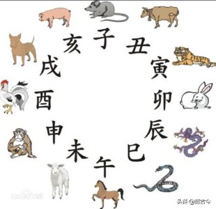 卯是什么生肖动物（卯象征什么）