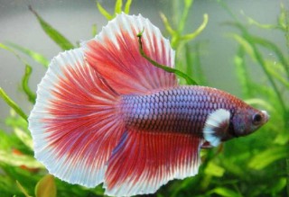 周公解梦梦见鱼是什么意思（男人梦到鱼是什么征兆）