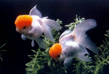 周公解梦梦见鱼是什么意思（男人梦到鱼是什么征兆）