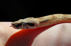 梦见两条大蟒蛇是什么征兆（女人梦见又粗又大两条蟒蛇）