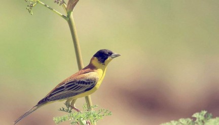 周公解梦梦见杀人被抓（梦见自己犯了命案被抓）