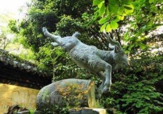 金蝉脱壳的故事（ 金蝉脱壳是什么动物重点 ）