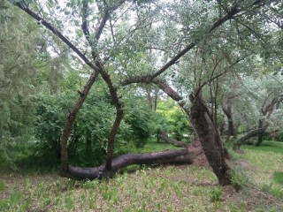 梦见拉屎在裤子里（ 已婚女人梦见把屎拉内裤上 ）