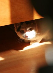 梦到逃跑是什么意思（ 梦见和别人一起逃脱成功 ）